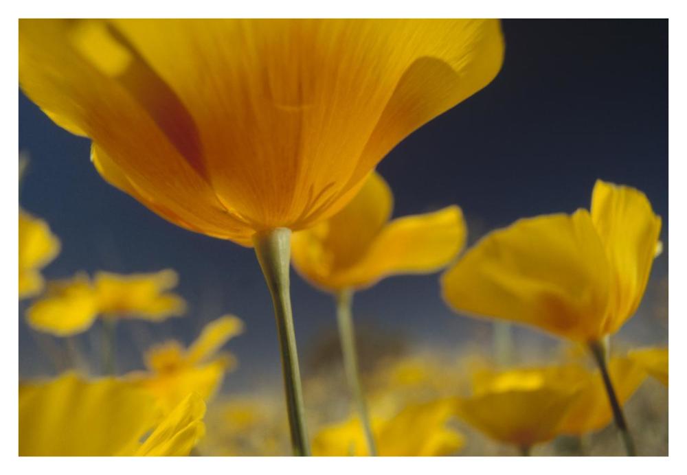 Mexican Golden Poppy Detail, New Mexico-Paper Art-38,,X26,,