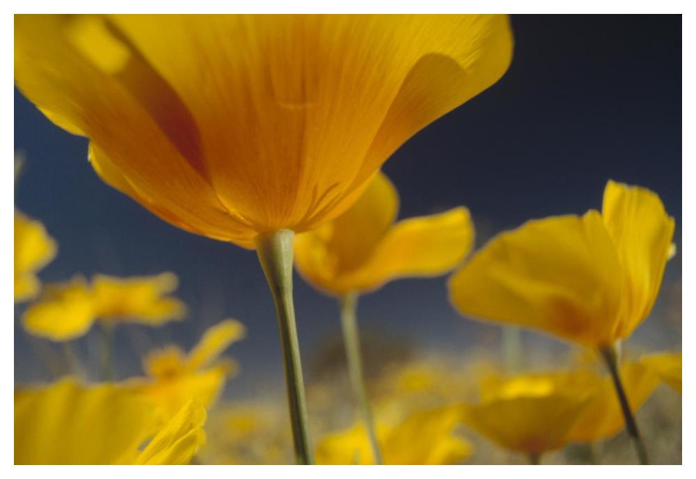 Mexican Golden Poppy Detail, New Mexico-Paper Art-50,,X34,,