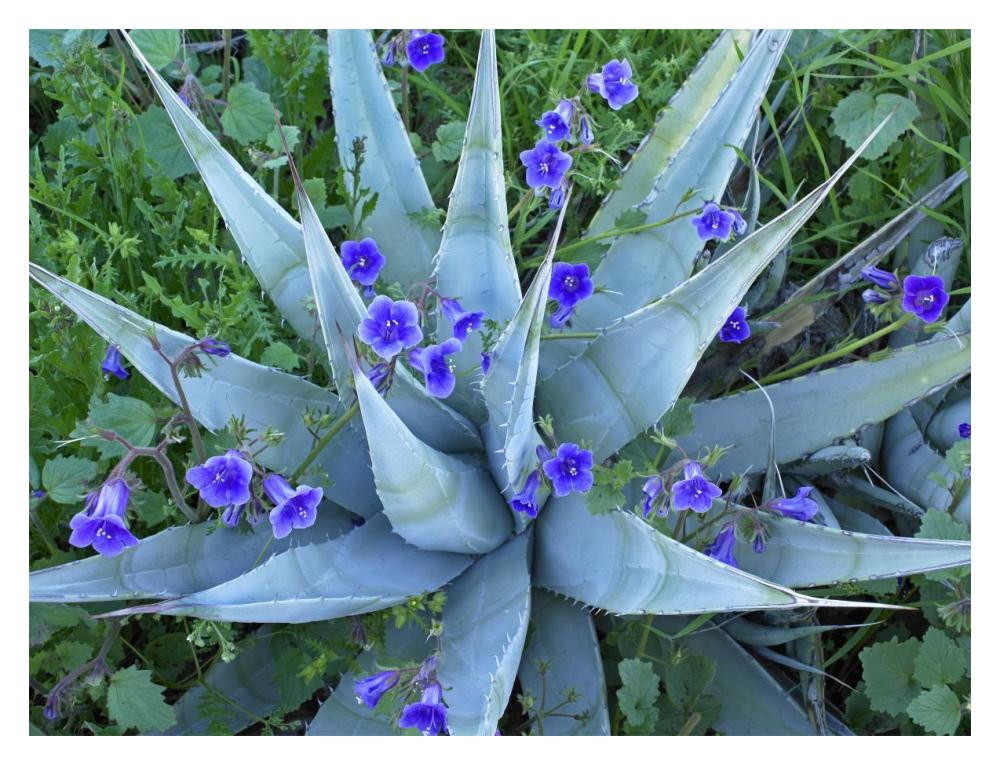 Desert Bluebell And Agave North America-Paper Art-18,,X14,,