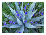 Desert Bluebell And Agave North America-Paper Art-26,,X20,,