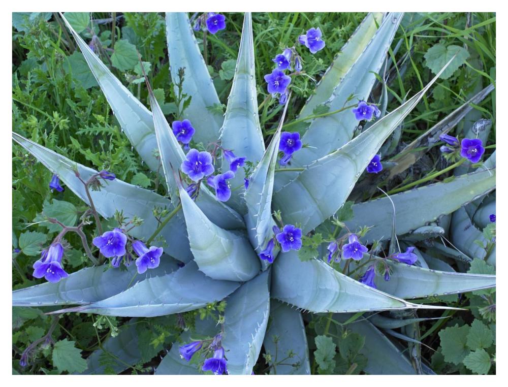 Desert Bluebell And Agave North America-Paper Art-42,,X32,,