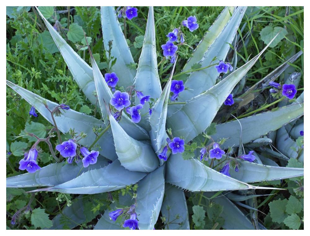 Desert Bluebell And Agave North America-Paper Art-50,,X38,,
