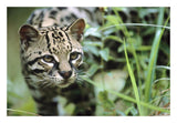 Ocelot Portrait, Belize, Central America-Paper Art-26,,X18,,