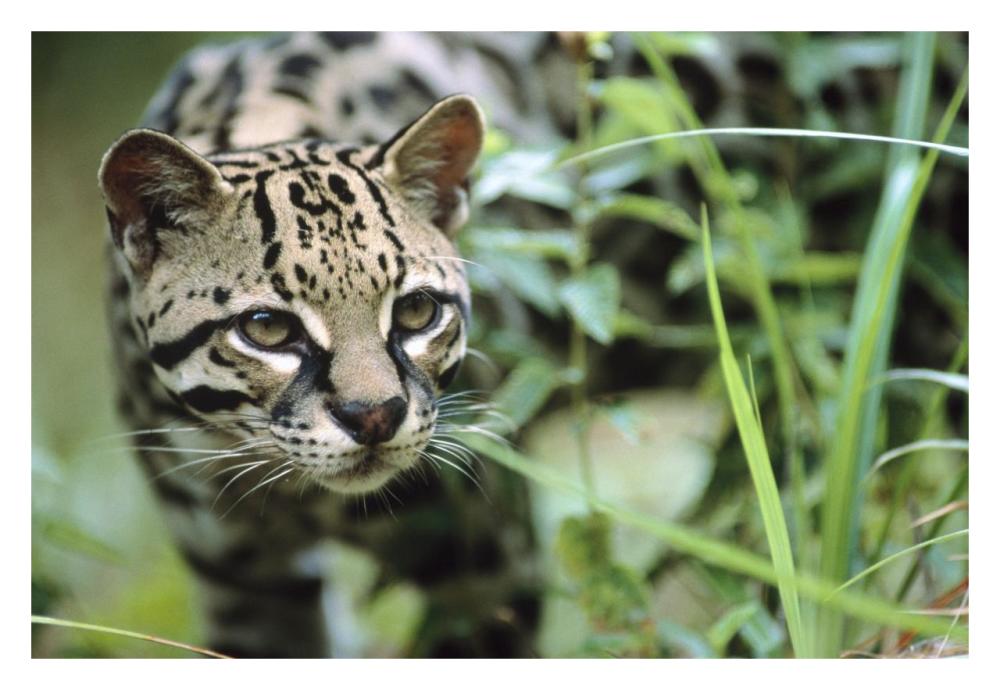 Ocelot Portrait, Belize, Central America-Paper Art-32,,X22,,