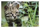 Ocelot Portrait, Belize, Central America-Paper Art-32,,X22,,