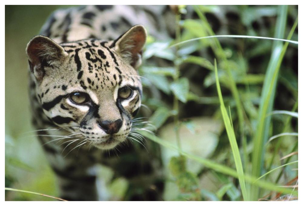 Ocelot Portrait, Belize, Central America-Paper Art-62,,X42,,