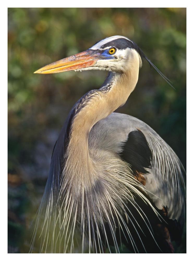 Great Blue Heron Portrait, North America-Paper Art-14,,X18,,