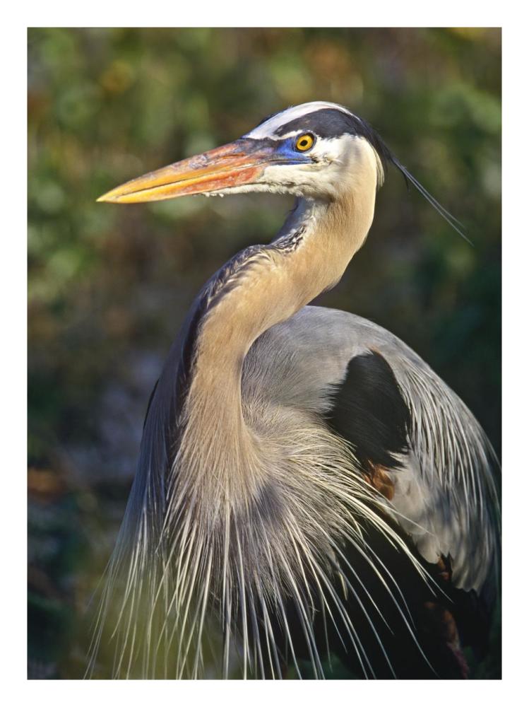 Great Blue Heron Portrait, North America-Paper Art-20,,X26,,