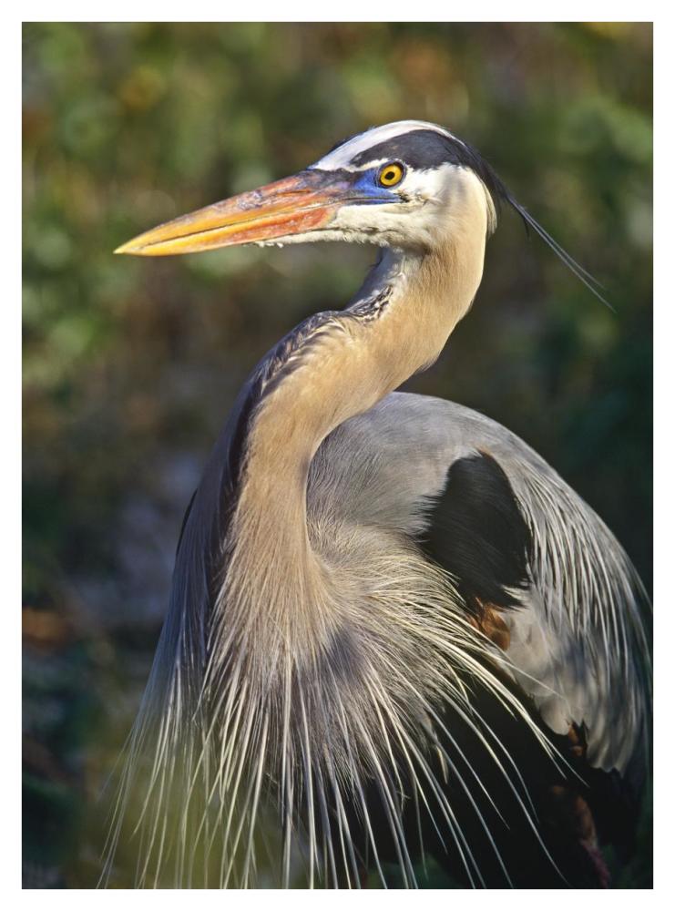Great Blue Heron Portrait, North America-Paper Art-32,,X42,,