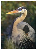Great Blue Heron Portrait, North America-Paper Art-38,,X50,,