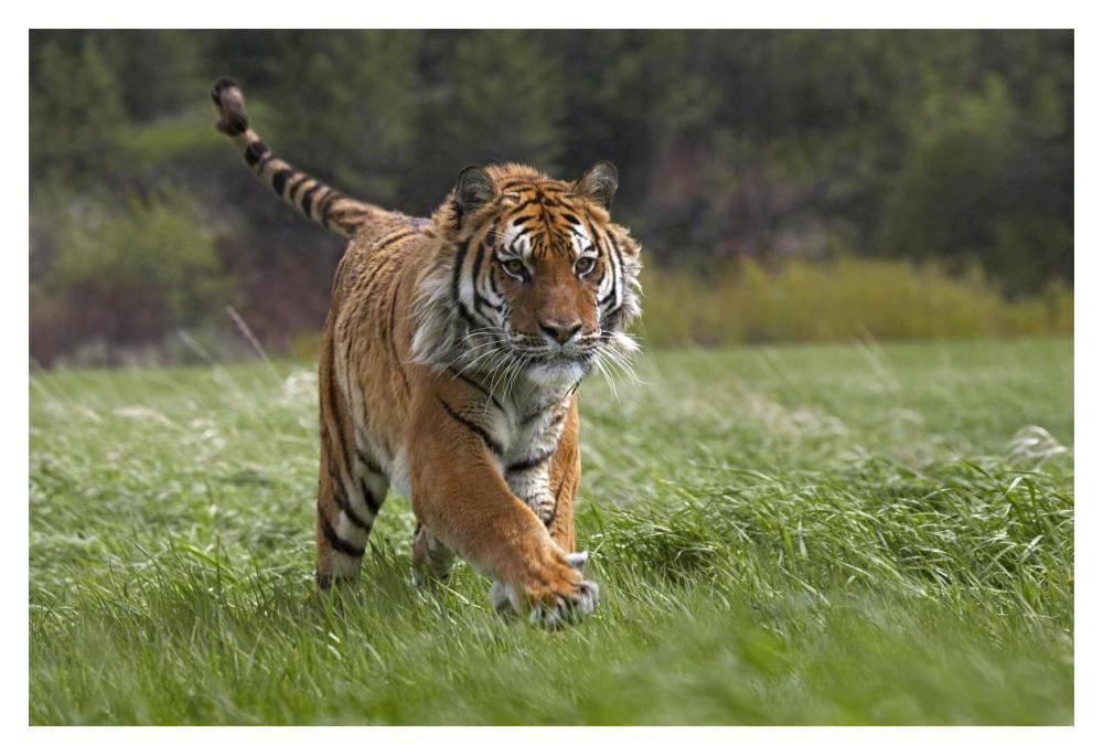 Siberian Tiger Running, Native To Russia-Paper Art-20,,X14,,