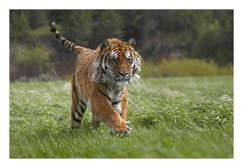 Siberian Tiger Running, Native To Russia-Paper Art-26,,X18,,