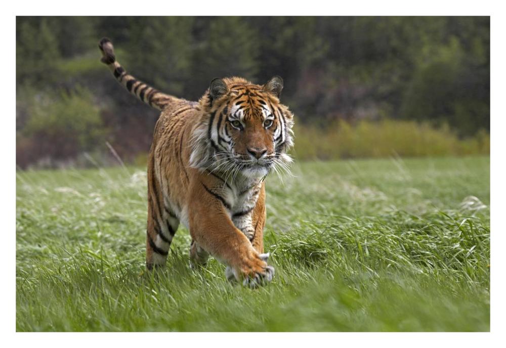 Siberian Tiger Running, Native To Russia-Paper Art-32,,X22,,