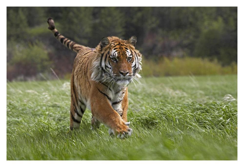 Siberian Tiger Running, Native To Russia-Paper Art-38,,X26,,
