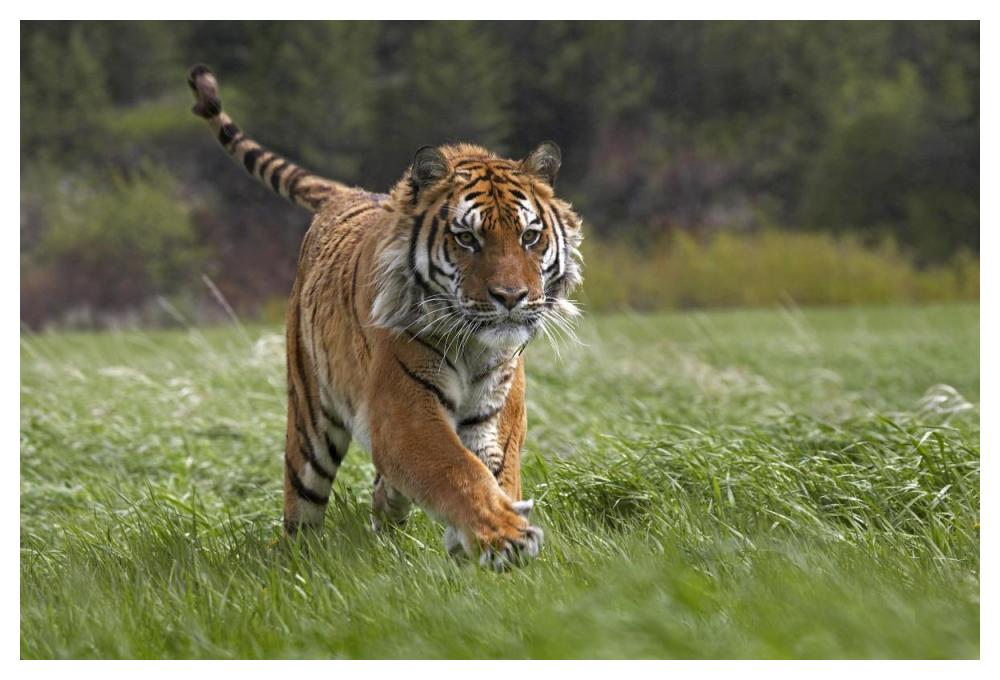 Siberian Tiger Running, Native To Russia-Paper Art-50,,X34,,