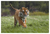 Siberian Tiger Running, Native To Russia-Paper Art-50,,X34,,
