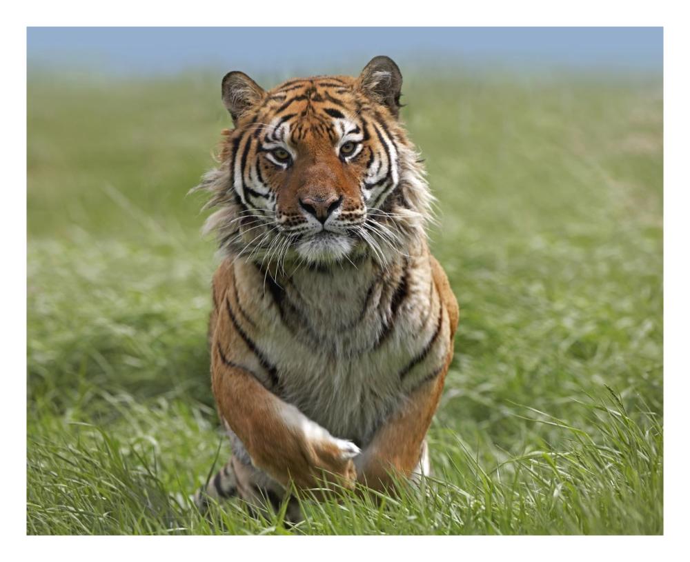 Siberian Tiger Running, Native To Russia-Paper Art-26,,X22,,