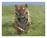 Siberian Tiger Running, Native To Russia-Paper Art-26,,X22,,