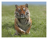 Siberian Tiger Running, Native To Russia-Paper Art-30,,X24,,