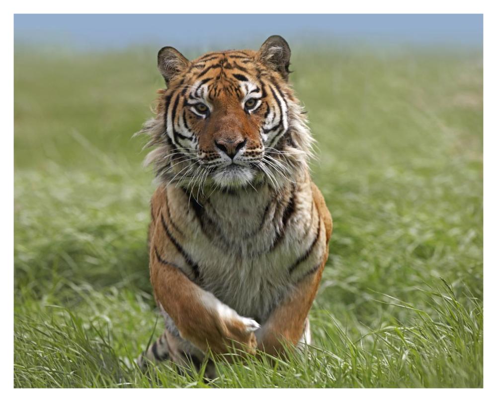 Siberian Tiger Running, Native To Russia-Paper Art-37,,X30,,