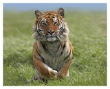 Siberian Tiger Running, Native To Russia-Paper Art-37,,X30,,