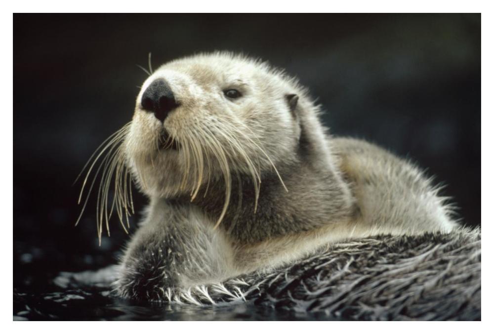 Sea Otter Floating In Kelp, North America-Paper Art-20,,X14,,