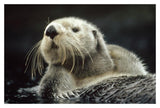 Sea Otter Floating In Kelp, North America-Paper Art-20,,X14,,