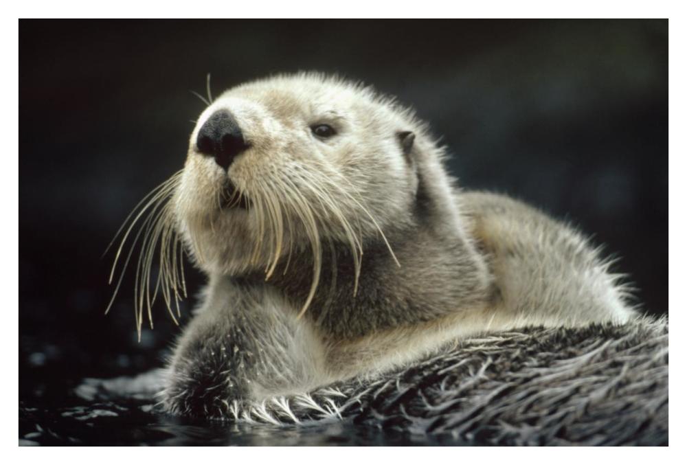 Sea Otter Floating In Kelp, North America-Paper Art-38,,X26,,