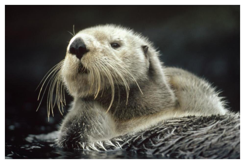 Sea Otter Floating In Kelp, North America-Paper Art-50,,X34,,