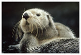 Sea Otter Floating In Kelp, North America-Paper Art-50,,X34,,