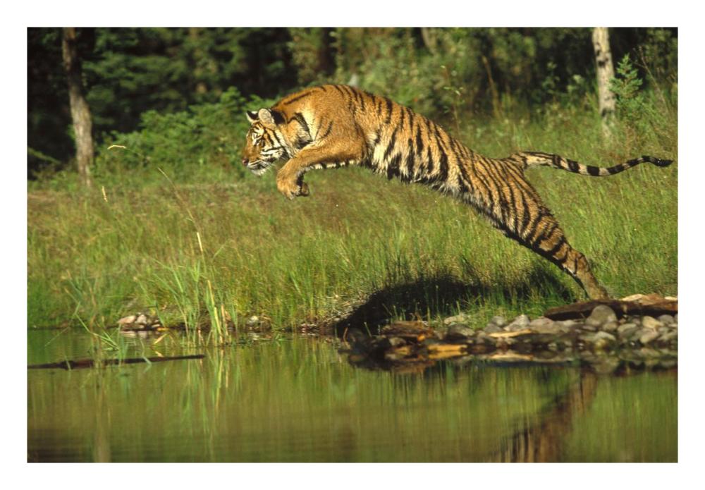 Siberian Tiger Leaping Across River, Asia-Paper Art-26,,X18,,