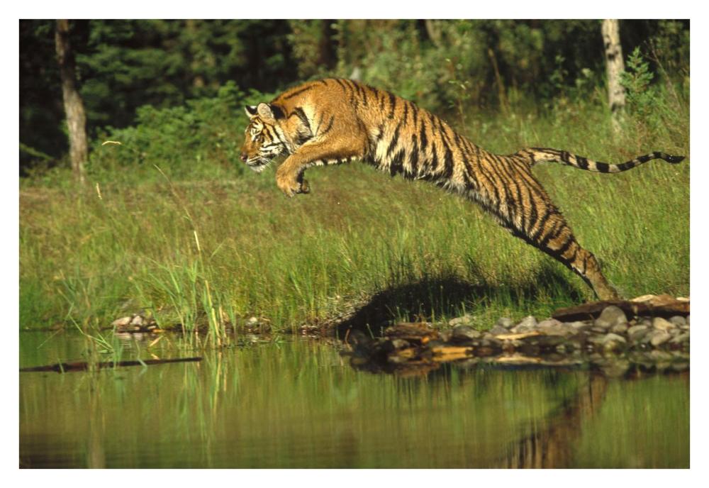 Siberian Tiger Leaping Across River, Asia-Paper Art-38,,X26,,