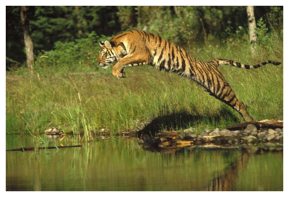 Siberian Tiger Leaping Across River, Asia-Paper Art-50,,X34,,