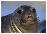 Northern Elephant Seal Pup, North America-Paper Art-38,,X27.56,,