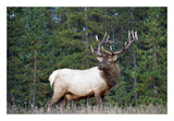 Elk Or Wapiti Male Portrait, North America-Paper Art-26,,X18,,