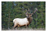 Elk Or Wapiti Male Portrait, North America-Paper Art-32,,X22,,