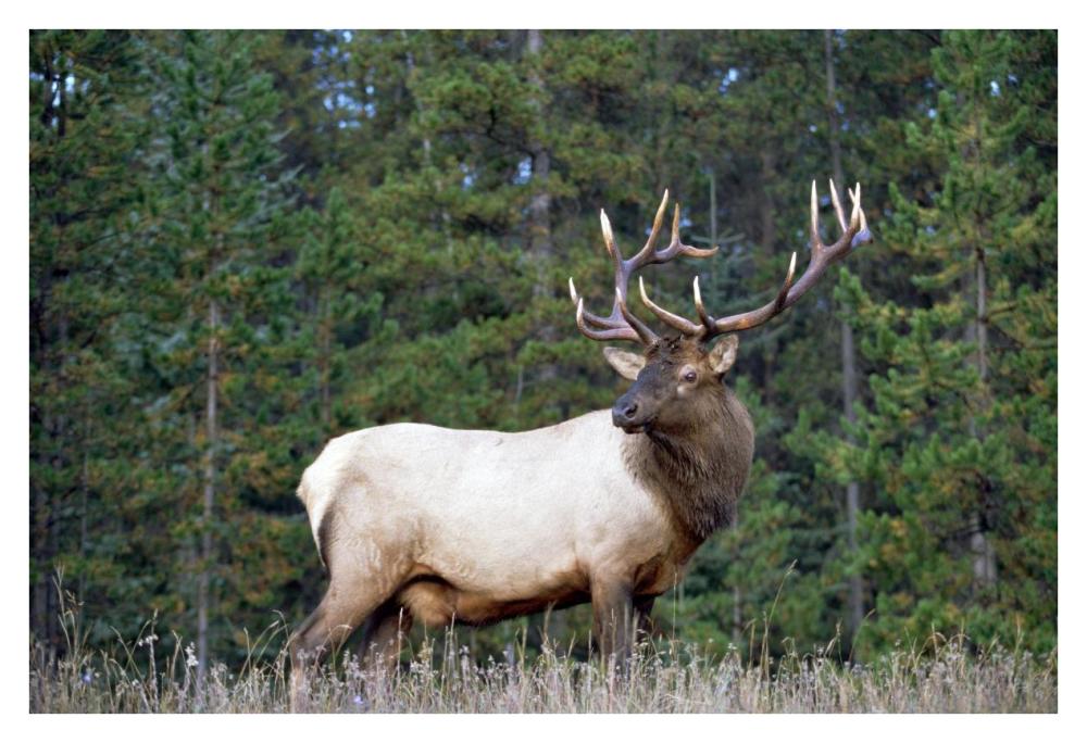 Elk Or Wapiti Male Portrait, North America-Paper Art-38,,X26,,