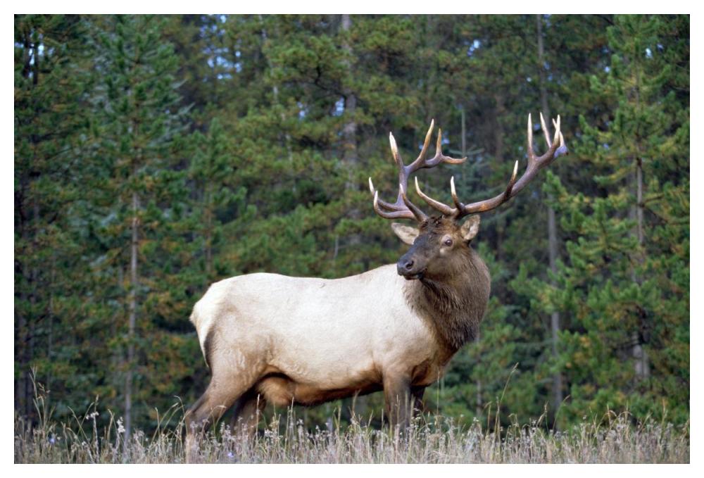 Elk Or Wapiti Male Portrait, North America-Paper Art-50,,X34,,