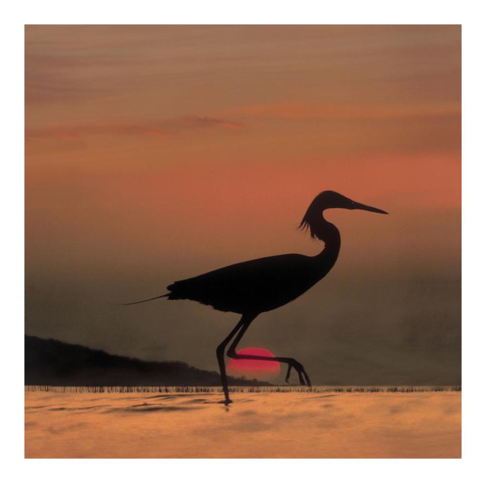 Little Egret Silhouetted At Sunset, Africa-Paper Art-20,,X20,,