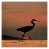Little Egret Silhouetted At Sunset, Africa-Paper Art-32,,X32,,