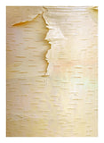 Birch Close Up Of Tree Trunk, North America-Paper Art-17.62,,X24,,