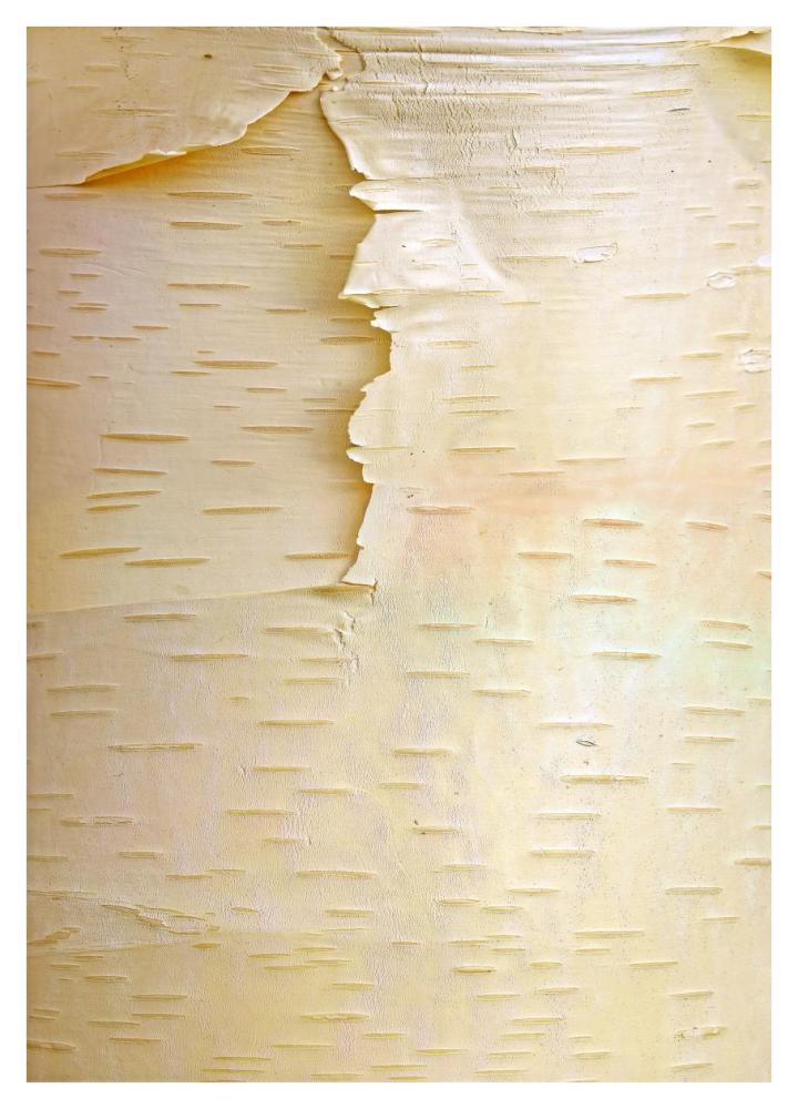 Birch Close Up Of Tree Trunk, North America-Paper Art-30.4,,X42,,