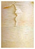 Birch Close Up Of Tree Trunk, North America-Paper Art-30.4,,X42,,