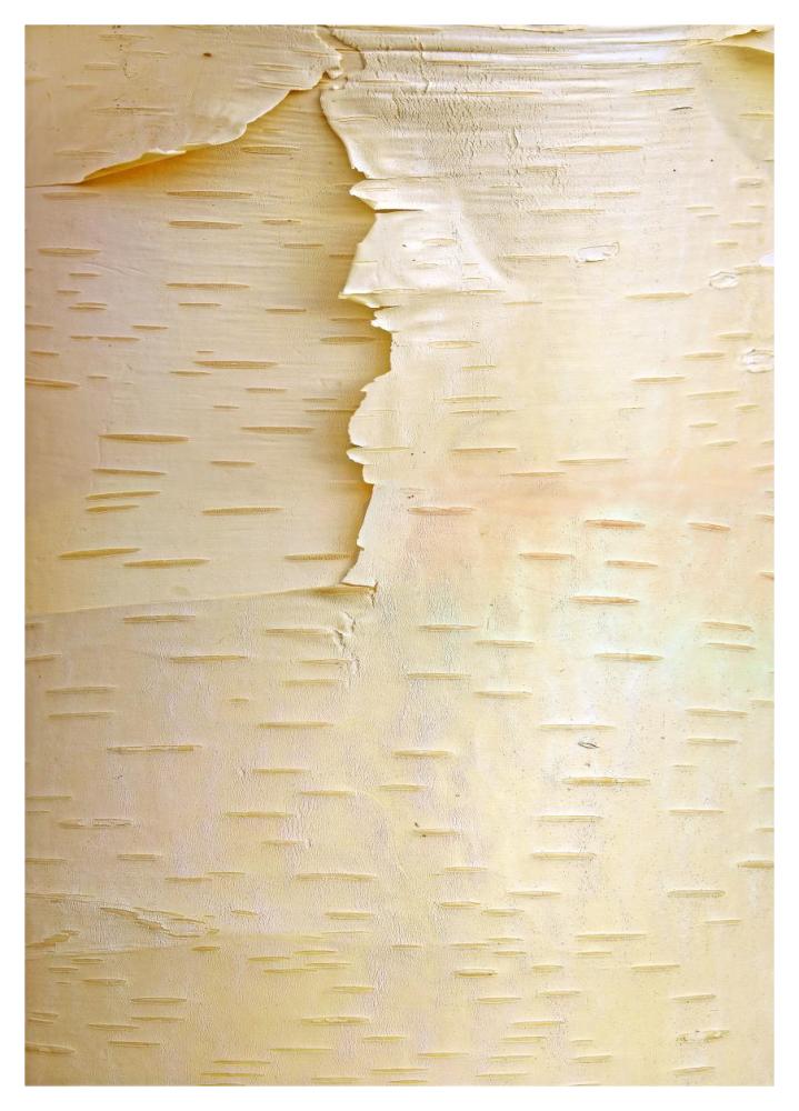 Birch Close Up Of Tree Trunk, North America-Paper Art-33.24,,X46,,