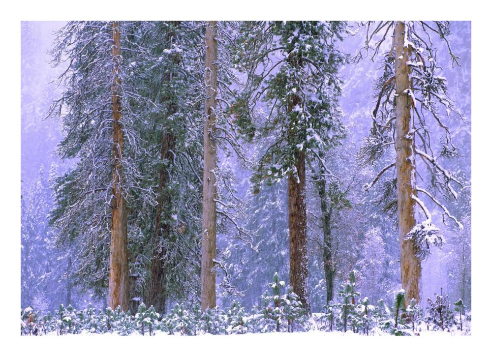 Winter In Yosemite National Park, California-Paper Art-24,,X17.4,,