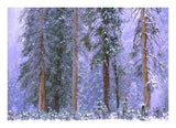 Winter In Yosemite National Park, California-Paper Art-24,,X17.4,,