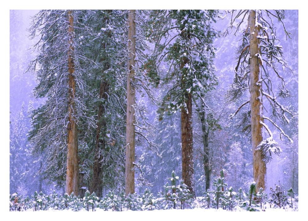 Winter In Yosemite National Park, California-Paper Art-32,,X23,,
