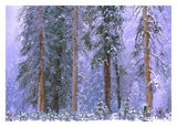 Winter In Yosemite National Park, California-Paper Art-32,,X23,,