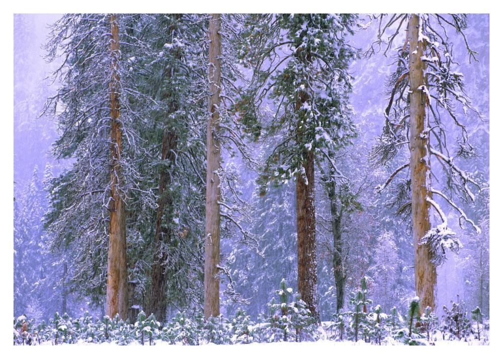 Winter In Yosemite National Park, California-Paper Art-38,,X27.2,,