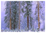 Winter In Yosemite National Park, California-Paper Art-46,,X32.8,,
